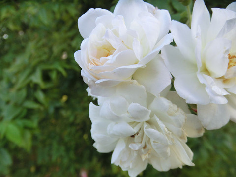 プリンセス　ド　ナッソー5336