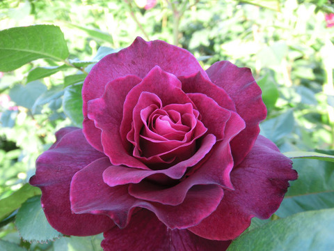 イントゥリーグ8833