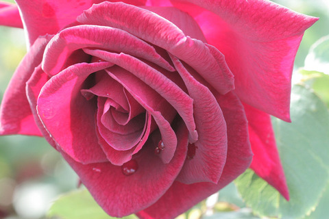 ひごろも　緋衣 (2)