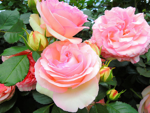 ピエール　ド　ロンサールsDSCN4480