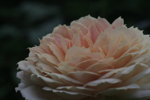 キャラメル　アンティークsIMG_7901