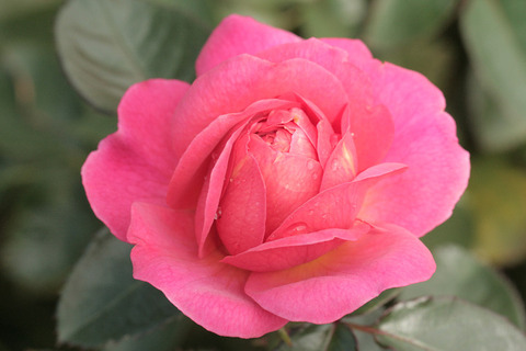 ホープス　アンド　ドリームズ