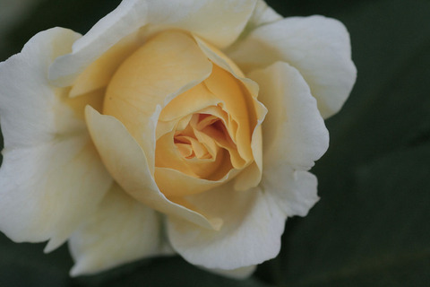 イエロー　ボタン4472