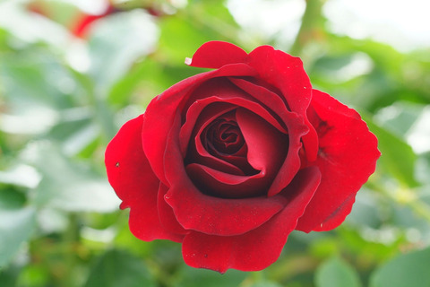 くろちょう　黒蝶　（くろちょう）sDSCF2001