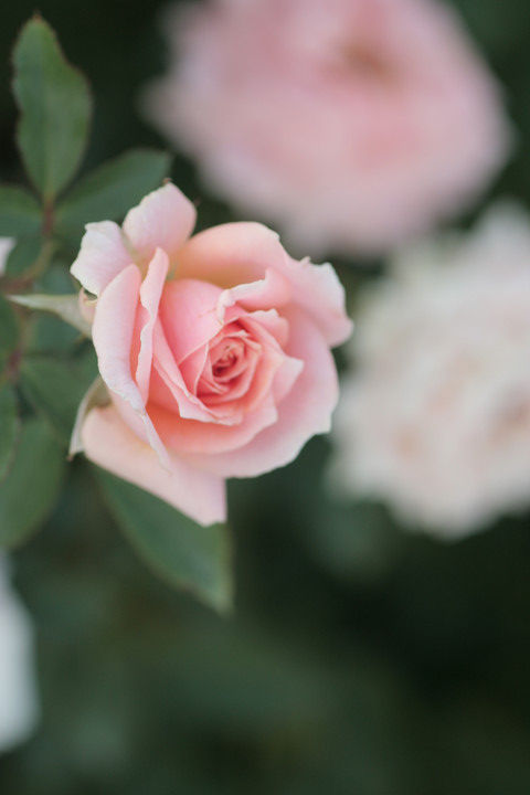 ピーチメイアンディナ