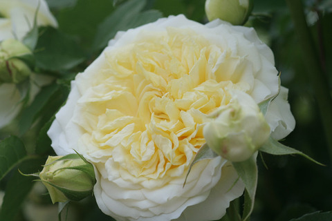 ザ　ピルグリム (2)