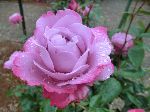 ブルー　リバーsCIMG6308