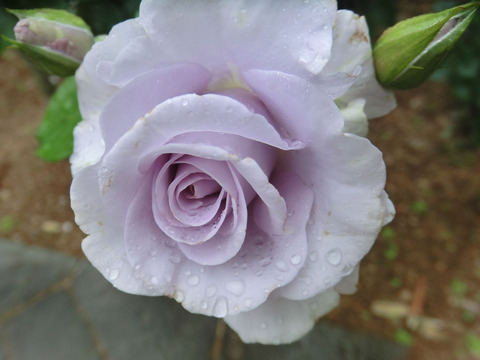 ブルー　ムーンsCIMG5956