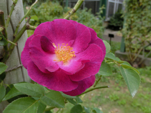 マジェンタ　スカイsCIMG6903