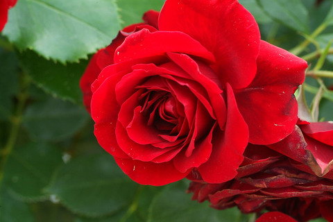 くろちょう　黒蝶　（くろちょう）sDSCF1988