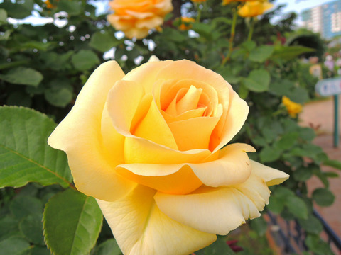 ハニー　ブーケsDSCN3777