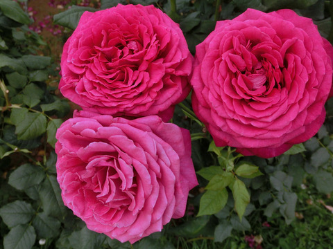 ゲーテ　ローズsCIMG5575