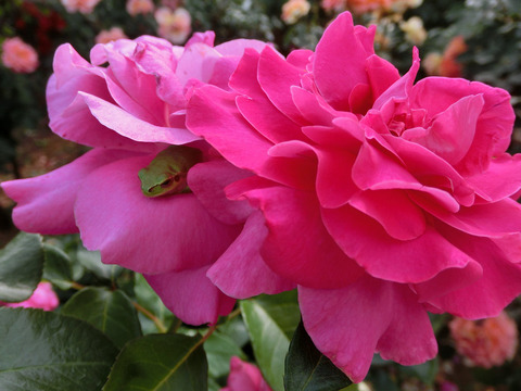 マヌウ　メイアンsCIMG5333