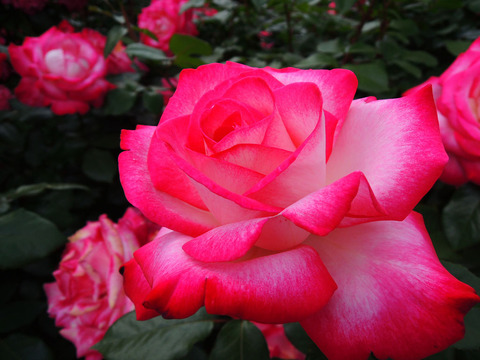 せいか　聖火0476