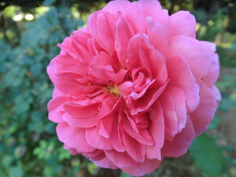 アレキサンダー　オブ　ケント5308