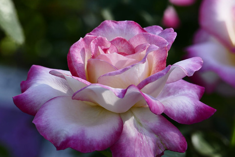 カリフォルニア　ドリーミングs_1220738