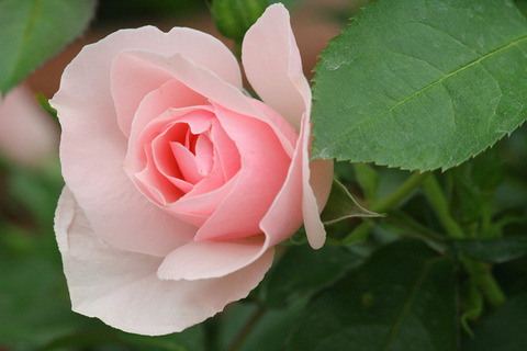 メニー　ハッピー　リターンズ2264