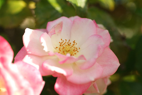 さくらがすみ　桜霞sDSCF0711