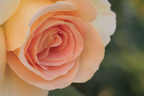 ハニー　ブーケ5409