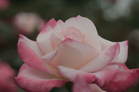 ジェミニsIMG_6636