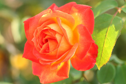 ゴールデン　スリッパーズ_0662