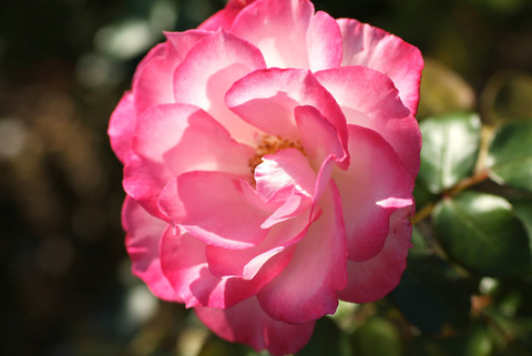 ニコールsDSCF0458