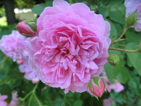 ハーロウ　カー0263