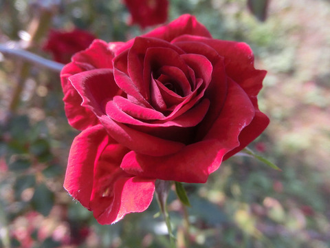 ジョージ　ベストsCIMG8881