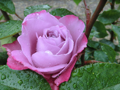 ブルー　リバーsCIMG6309