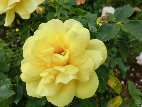 ミラベラsCIMG7292