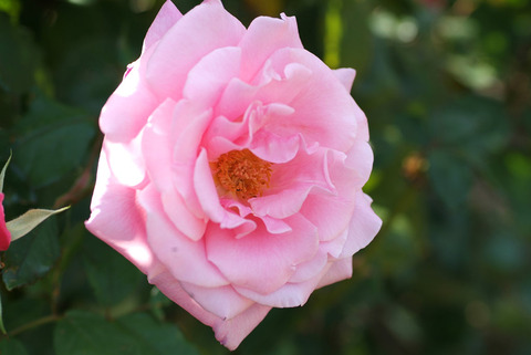 ももか　桃香sDSCF0173