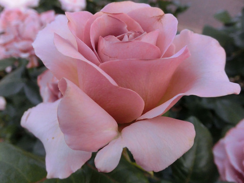 カフェ　ラテ1772