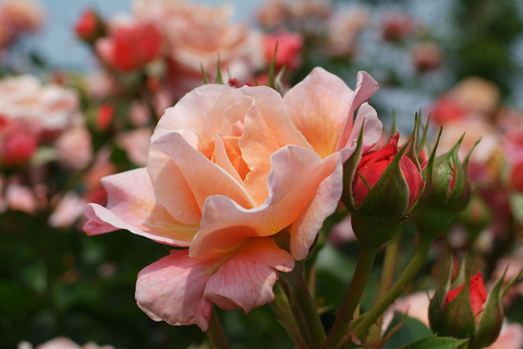 ウーメロsDSCF1780