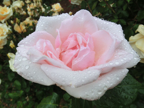 ロイヤル　ハイネスsCIMG6342