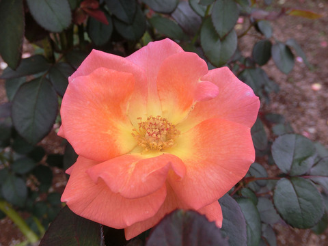 ケニギン　ベアトリックスsCIMG5134