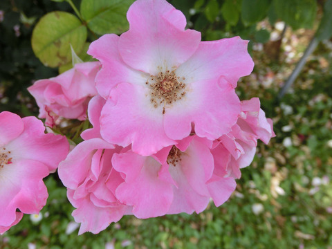 さらさsCIMG5109