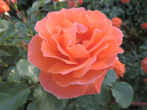 ビブレ　バカンス！4260