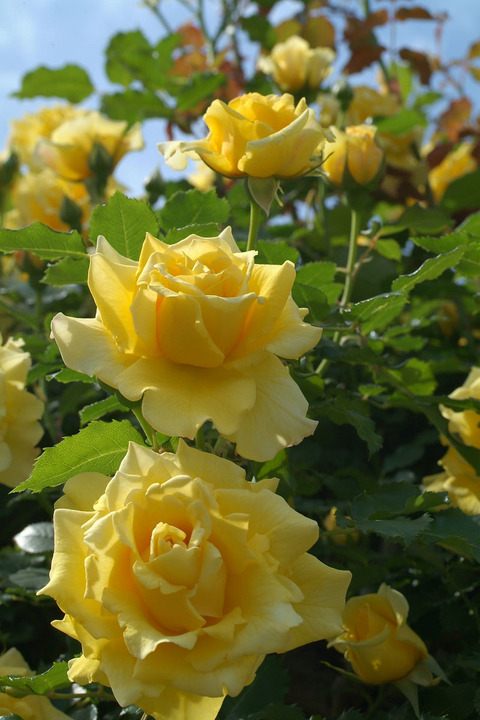 ゴールド　バニーsDSCF0916