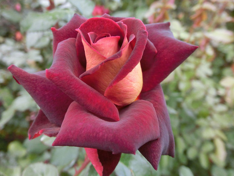 ブラック　ゴールドsCIMG7106