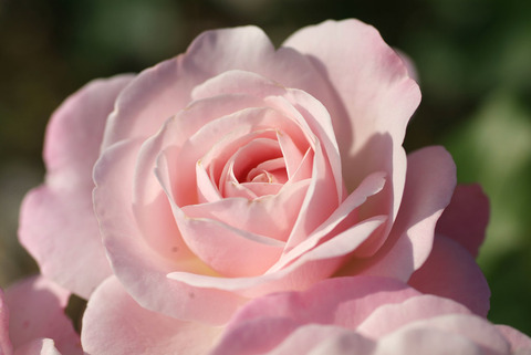 はなぼんぼり　花ぼんぼりsDSCF0520