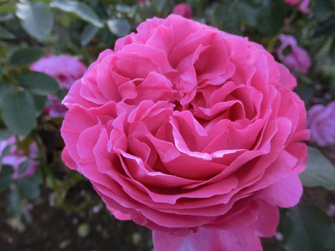 イブ　ピアッチェsCIMG8339