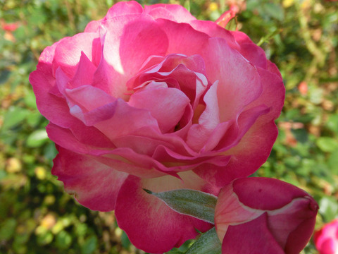 アクロポリス　ロマンティカsCIMG8891