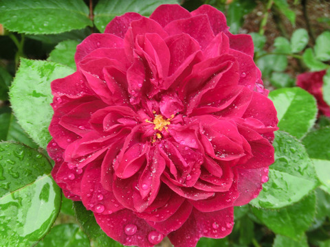 ダーシー　バッセルsCIMG6071