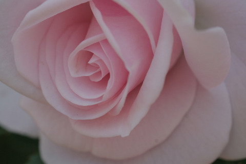 アスピリン　ローズ (2)