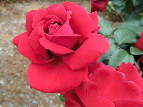 ガルテン　ツァーバァ　’８４sCIMG5535