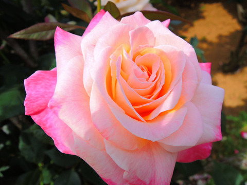 アブラカダブラsDSCN5068