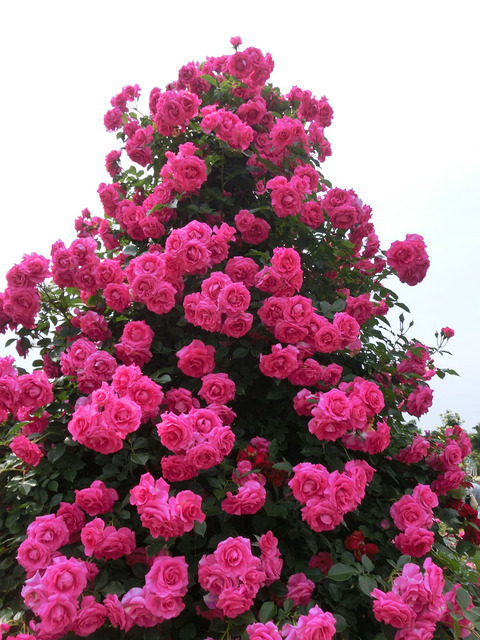 うららsCIMG5251