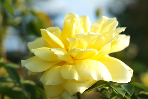 ドフト　ゴールドsDSCF0808