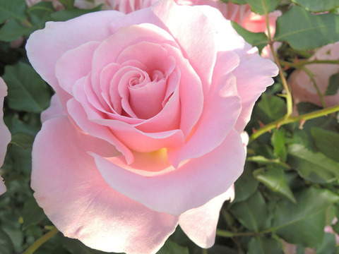 ピンク　フレンチレース4147