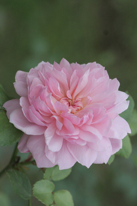 アンヌ　ボレイン6796